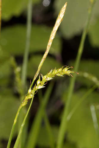 Carex sylvatica #5